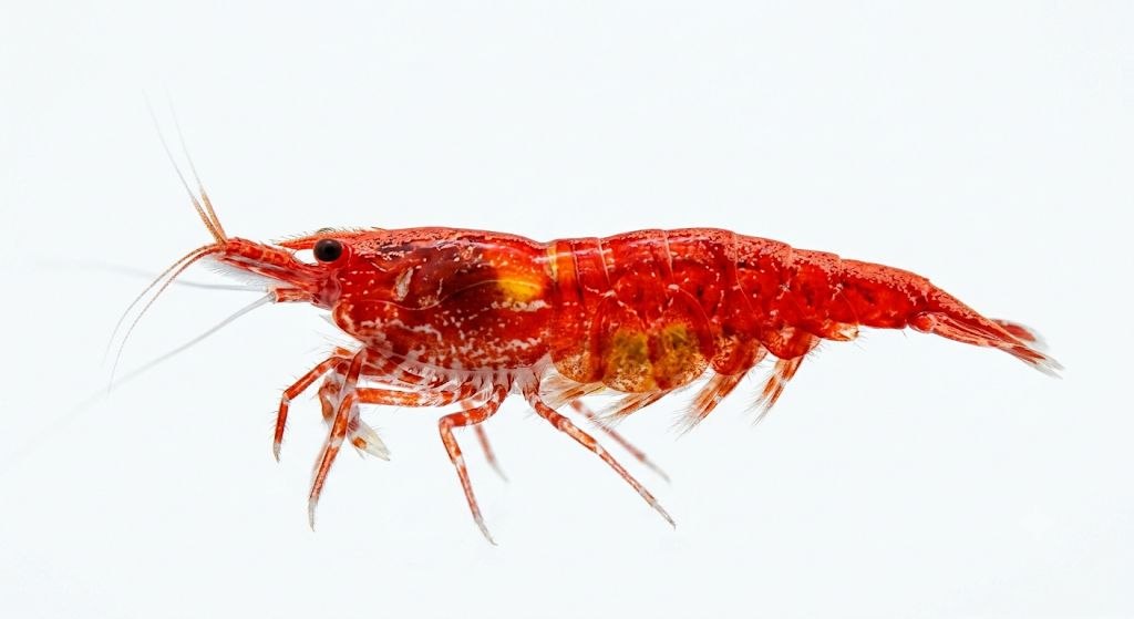 Cherry Shrimp